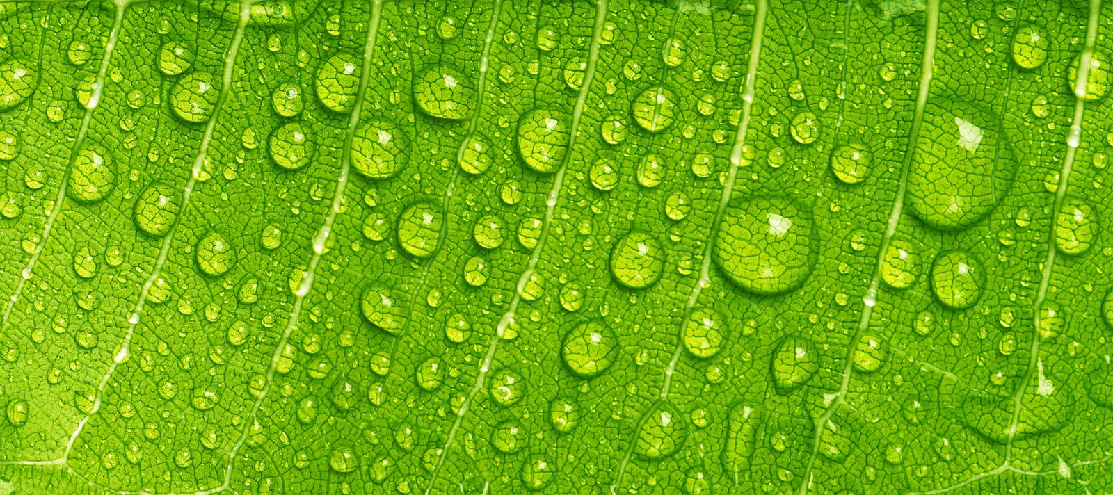 Spray Adjuvants & Specialty Products
