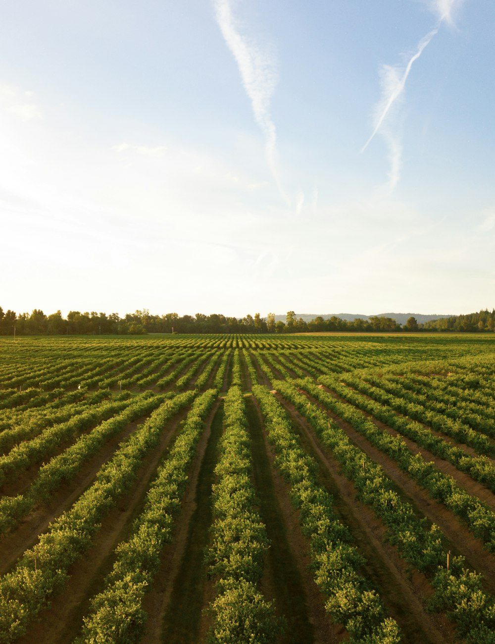 Agriculture & Sustainability